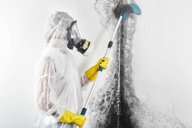 Best HVAC Mold Inspection and Cleaning  in Ville Ptte, LA